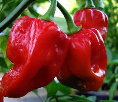 HABANERO RED Hot chilli Pepper 10 seeds